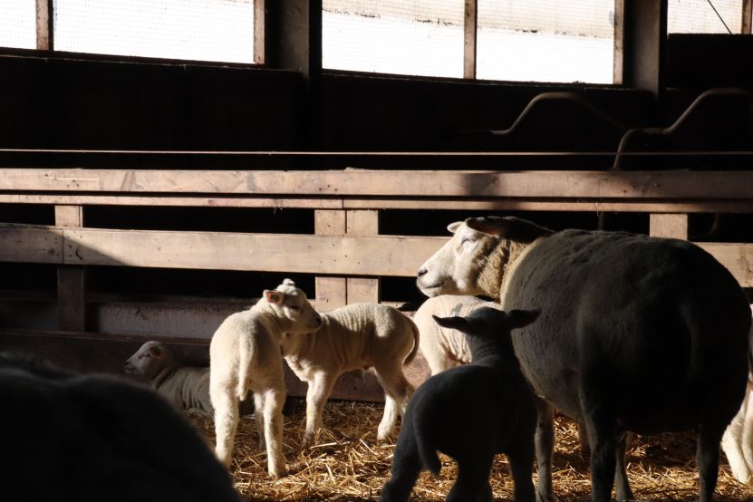 lammetjes lammetjes