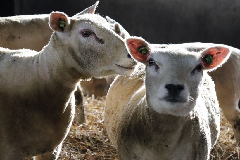 schapen schapen