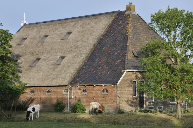 Kalveren bij oude boerderij in Lichtaard