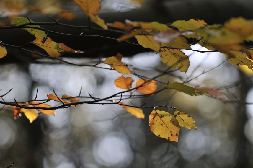 Herfst Herfst