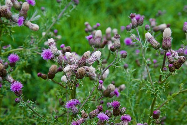de beruchte akkerdistel
