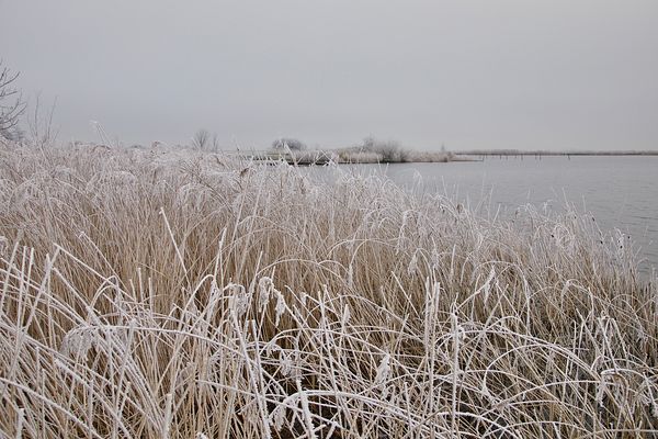 Gaastmeer, rietkraag langs "It Piel"