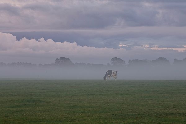 Vrouwenparochie, koe in de mist