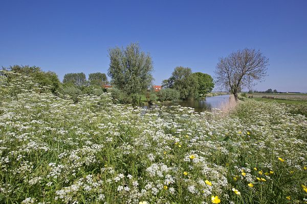 Waaksens, Bolswardertrekvaart