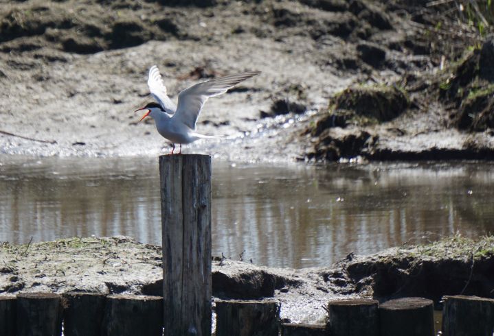 bewoner meeuwenkolonie Schilkampen
