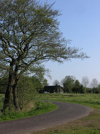 Geelbroek