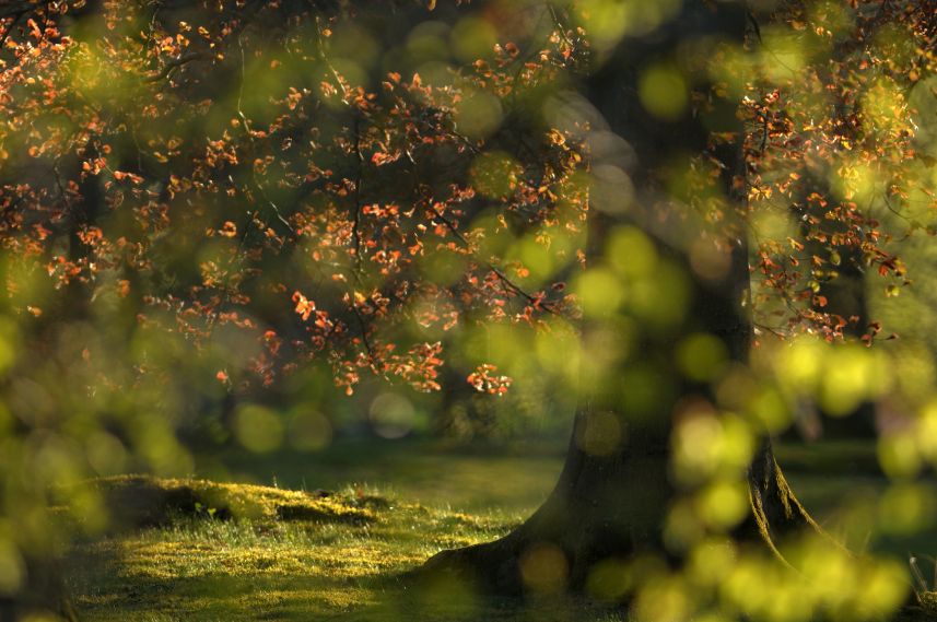 Beuk in bos bij Olterterp