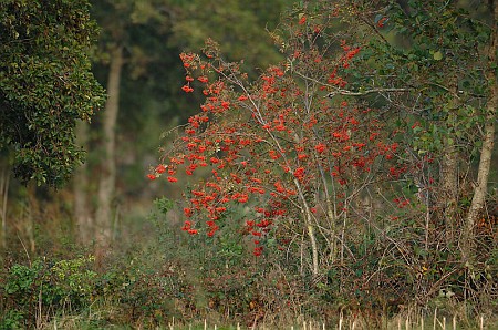 Oudega (Smallingerland)