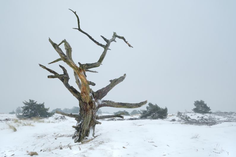 Dode boom Aekingerzand Dode boom Aekingerzand
