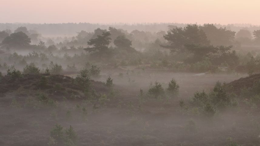Nevel op het Aekingerzand Nevel op het Aekingerzand