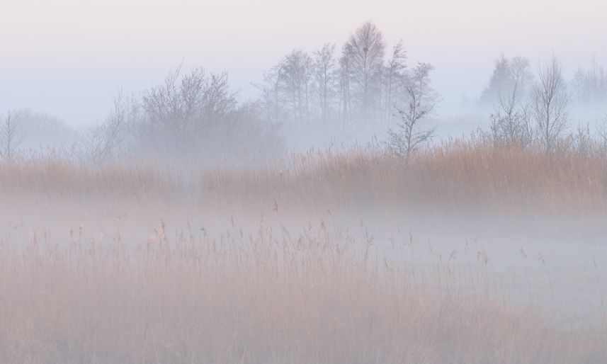 Nevel in de Alde Feanen 2 Nevel in de Alde Feanen 2