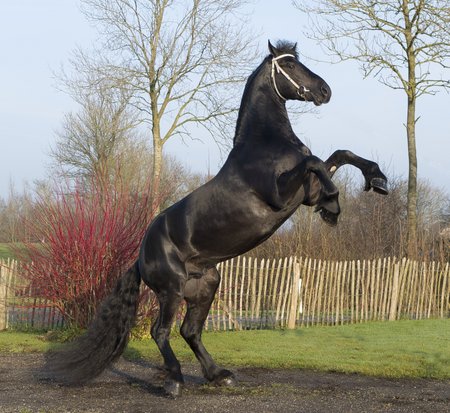 Steigerend Friese hengst