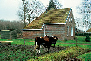 Zandhuizen