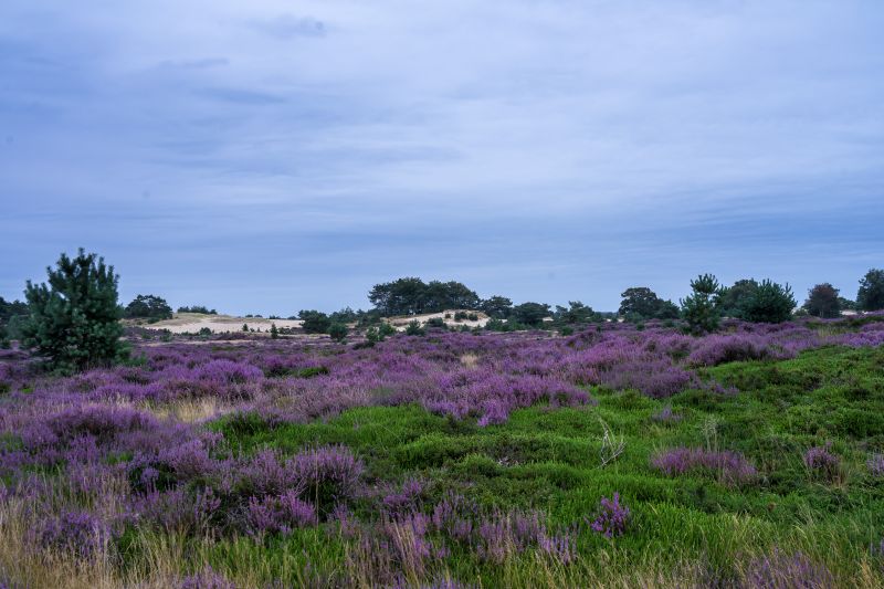 Bloeiende heide op het Aekingerzand