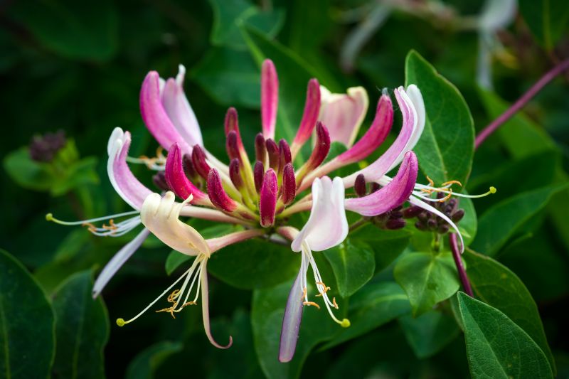 Diverse flora en fauna