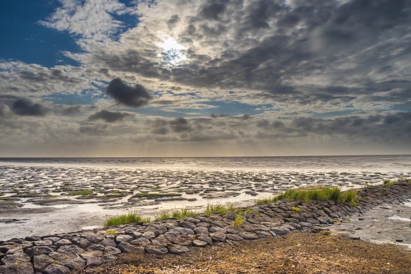 Waddengebied: Koehool