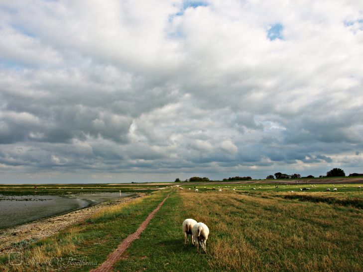 Schapen bij Moddergat
