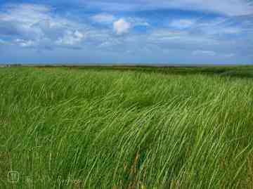 Het wuivende Strandkweek