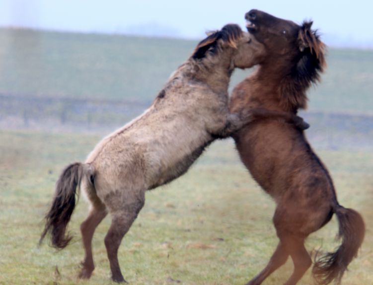 koninkspaarden stoeien.