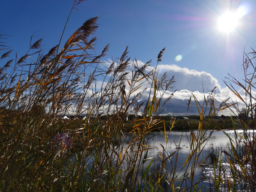 Zwette door het riet gezien Zwette door het riet gezien