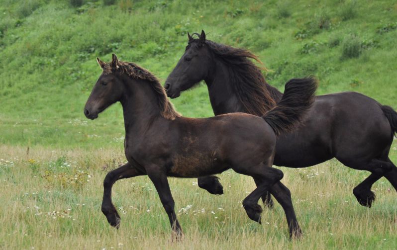 Friese merrie met haar veulen.