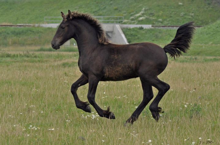 Actie foto van een fries merrie veulen.