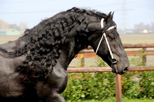 Mooi hoofd van een friese hengst met lange manen