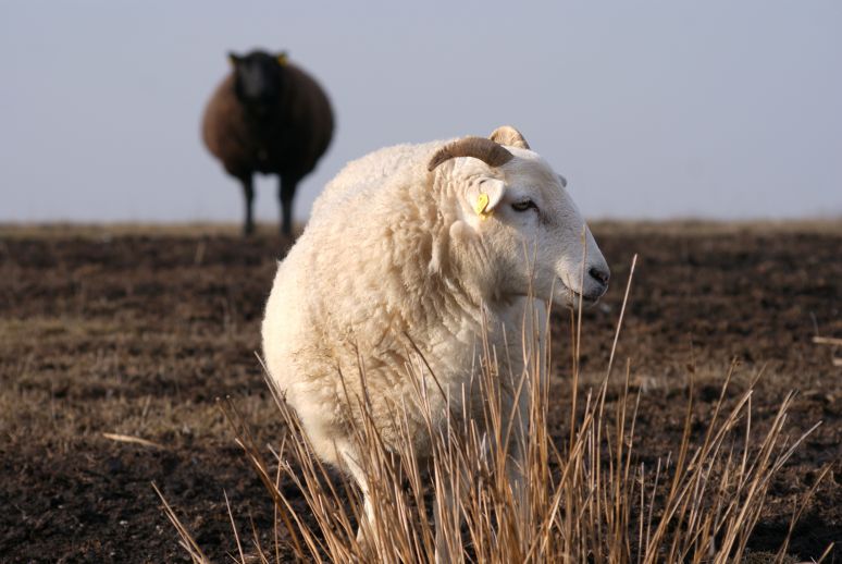 Schaap  in de Soestpolder bij Burgum.