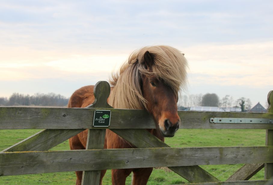 Nieuwsgierige pony in Earnewoude