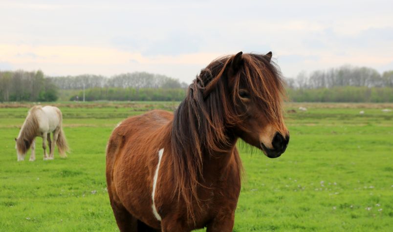 Nieuwsgierige jonge hengst in Earnewoude.