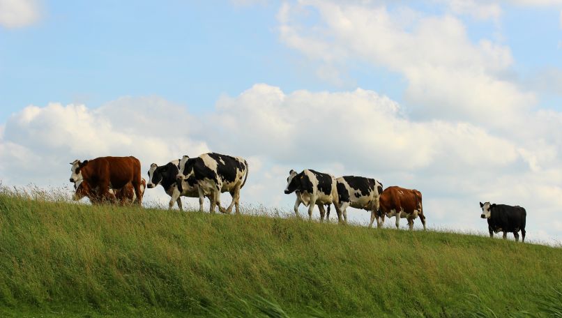Koeien op de dijk.