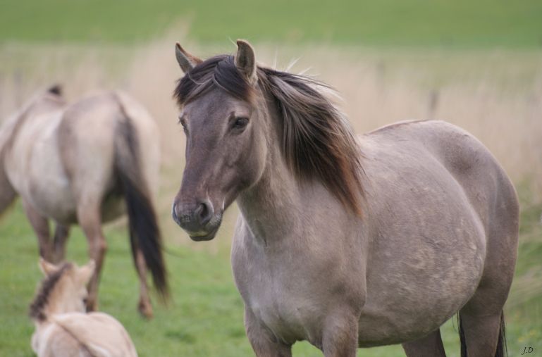 Konik merrie in Ezumakeeg