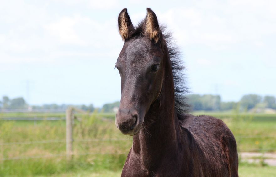 Mooi hoofd van een fries merrie veulen
