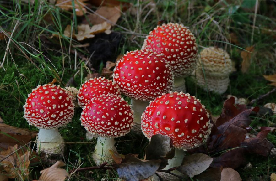 Jonge vliegenzwammen