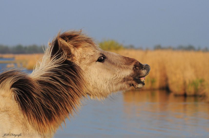Flemende jonge KONIK hengst
