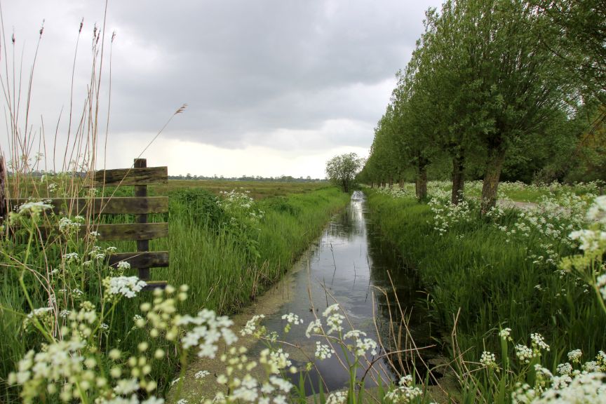 Zomers plaatje in het Buitenveld