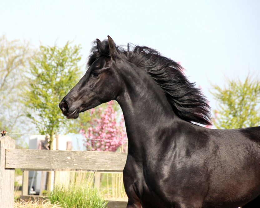 Mooie 2 jarige friese merrie