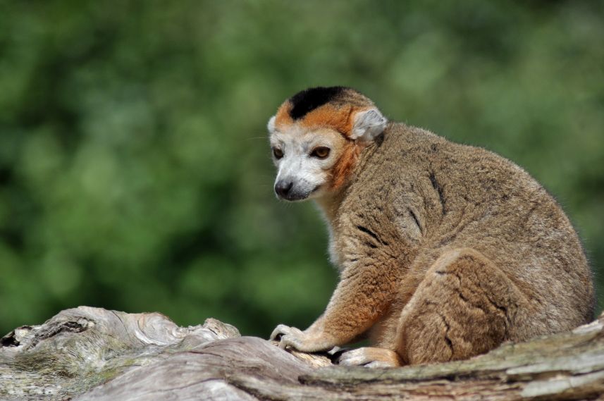 KROON MAKI  in Aqua Zoo Leeuwarden
