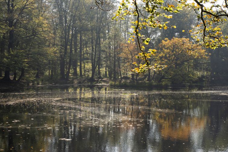 Vijver in Herfsttooi