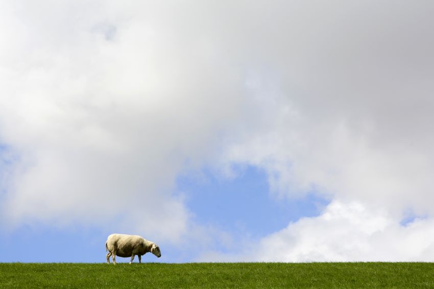 Schaap op dijk bij Moddergat
