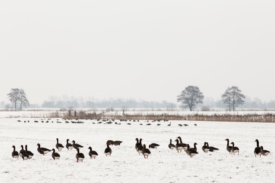 Winter in Wâlterswâld