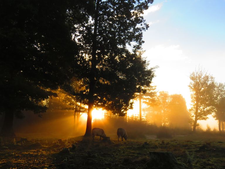 Zonsopkomst in De Kale Duinen