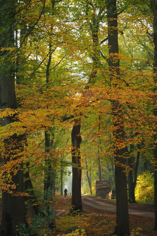 Herfstbeeld Beetsterzwaag
