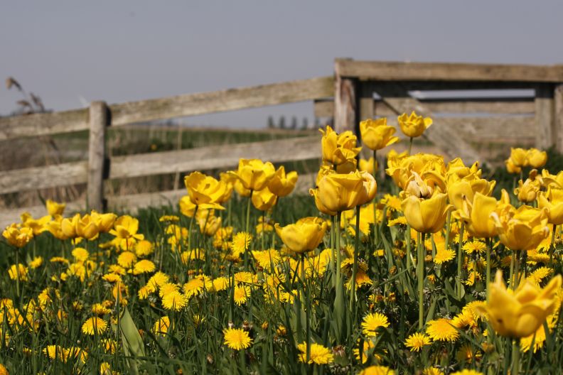 tulpen bij Allingawier