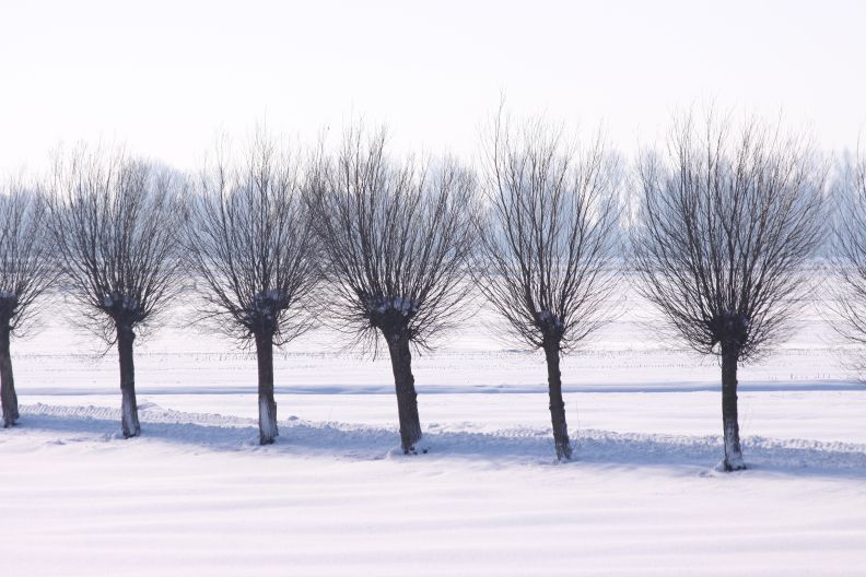 knotwilgen bij Broek
