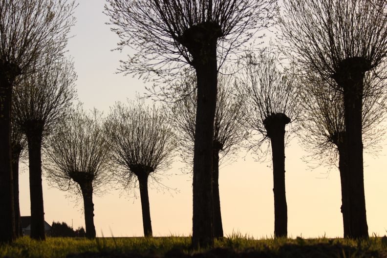 knotwilgen bij Broek