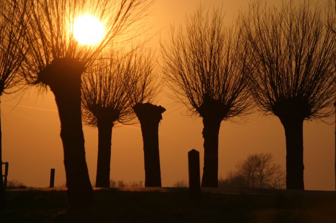 knotwilgen bij Broek