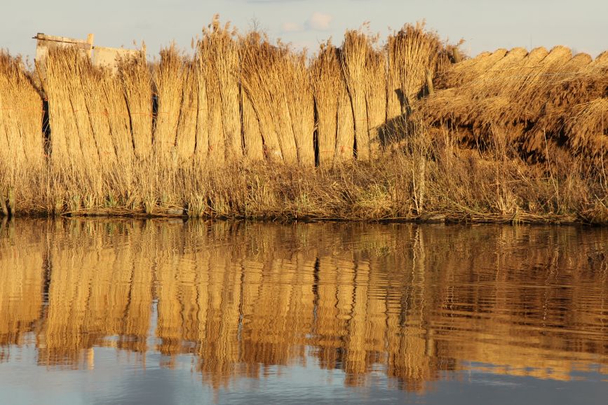Riet langs de Tjonger bij Zevenbuurt