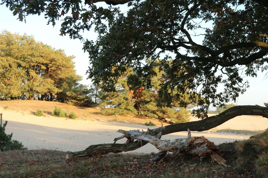 Aekingerzand, Appelscha