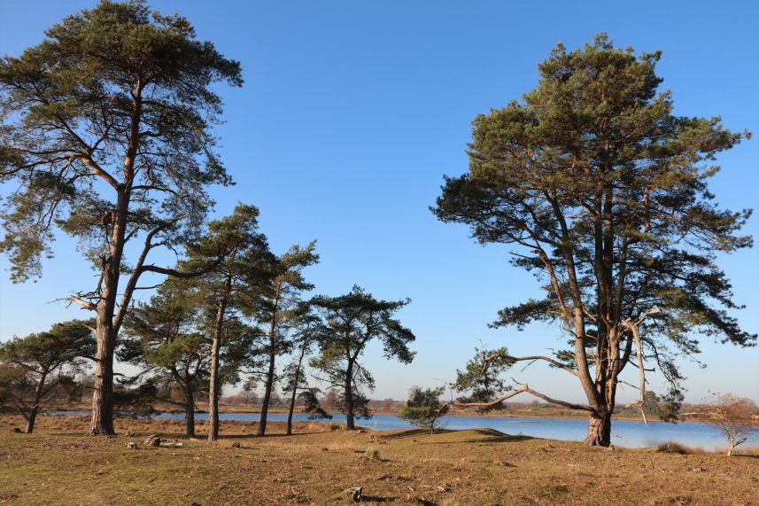 Aekingerzand, Appelscha